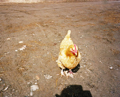 America 4 / Chicken